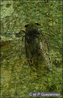 Cigale des forêts, Fidicina mannifera