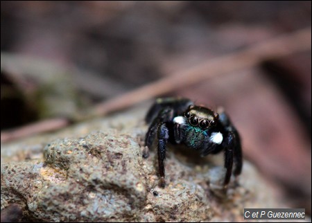  Araignée sauteuse, Corythalia sp.