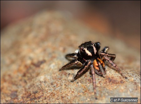  Araignée sauteuse, Corythalia sp.