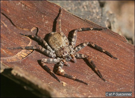 Araignée Selenops spp.