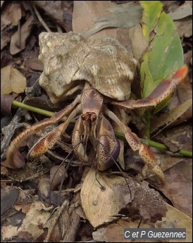 Bernard l'Ermite ou souda, Coenobita clypeatus