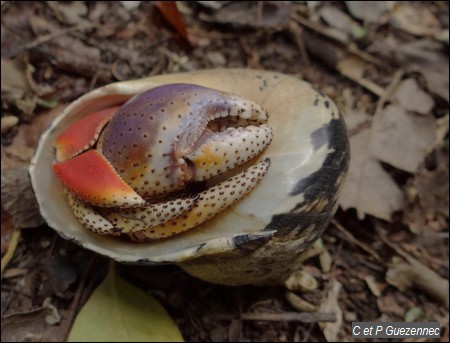 Bernard l'Ermite ou souda, Coenobita clypeatus