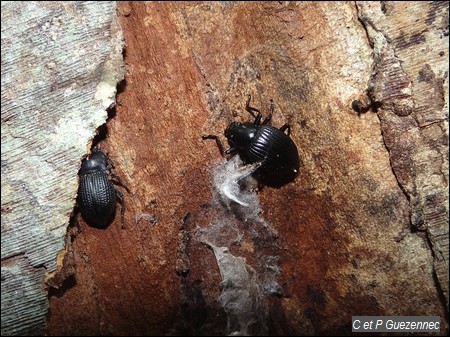 à gauche Alegoria castelnaui et à droitre Cyrtosoma lherminieri.