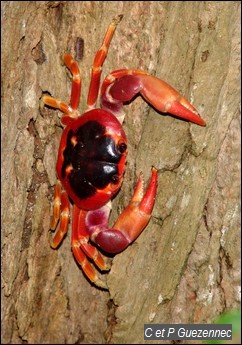 Crabe Touloulou, Gecarcinus lateralis