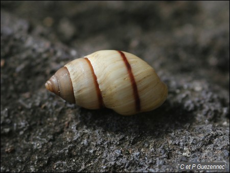 Escargot, Bulimulus guadaloupensis.