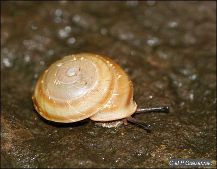 Escargot, Pleurodonte sp.