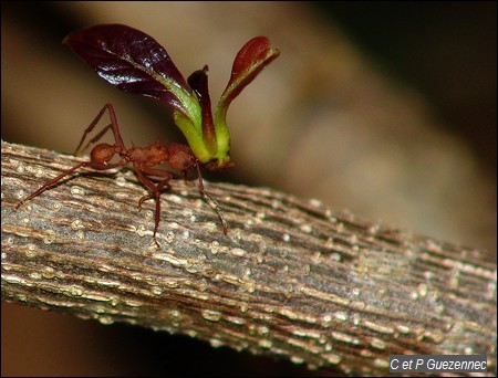 fourmi coupe-feuille, manioc ou champignonniste, Acromyrmex octospinosus 