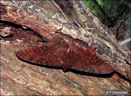 Papillon deuil, Ascalapha odorata.