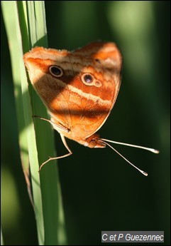 Papillon Savane. Junonia evarete zonalis 