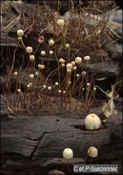 Champignons, Marasmius sp.