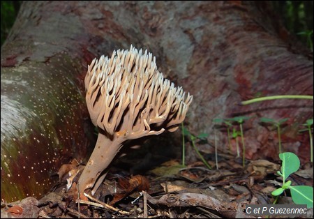 Champignon, Ramaria cyanocephala.