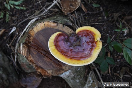 Champignons, Humphreya coffeatum.