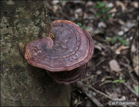 Champignons, Humphreya coffeatum.