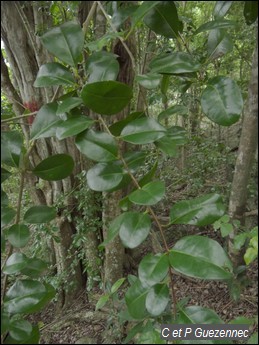 Bois Vert, Symplocos Guadalupensis