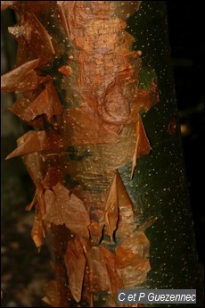 Tronc de Gommier Rouge, Bursera simaruba