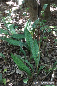 Orchidée, Oeceoclades maculata