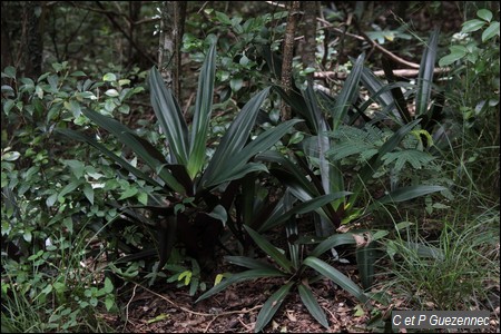 Gros curage, Rhoeo spathacea.