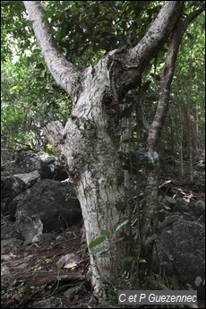 Tronc de Tendre à Caillou, Acacia muricata