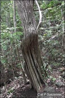 Campèchier, Haematoxylon campechianum