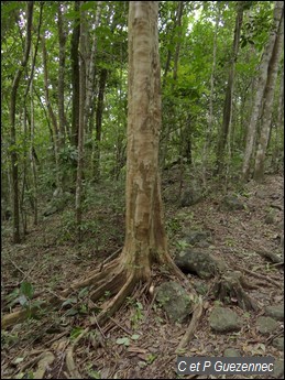 Bois d'Inde, Pimenta racemosa