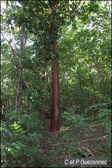 Gommier Rouge, Bursera simaruba