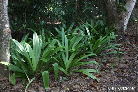 lys blancs, Hymenocalis caribaea