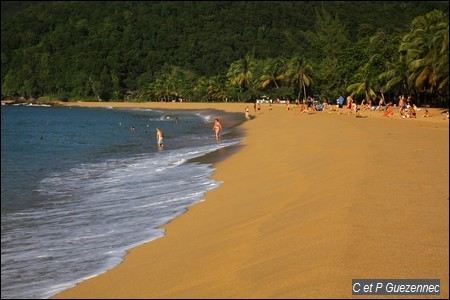 Plage de Grande Anse avec ses cocotiers