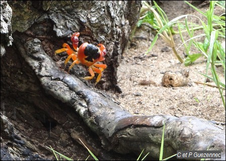 Crabe Touloulou. Gecarcinus lateralis