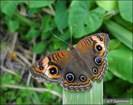 Papillon Savane, Junonia evarete zonalis