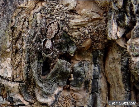 Araignée, Menemerus bivittatus.