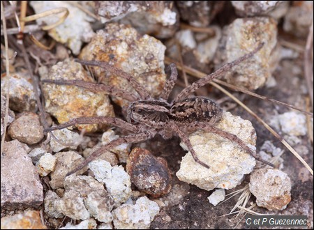 Araignée loup, Trochosa sp.