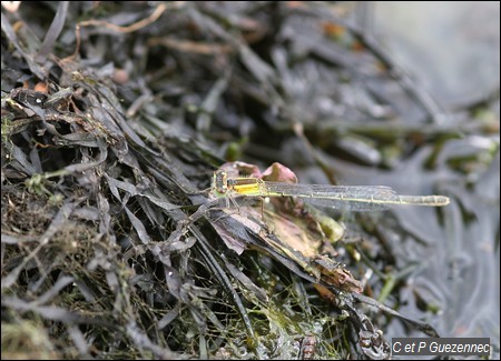 Libellule, Ischnura ramburii.