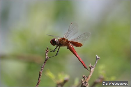 Libellule Tramea abdominalis.