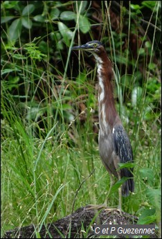 Kio, Butorides virescens