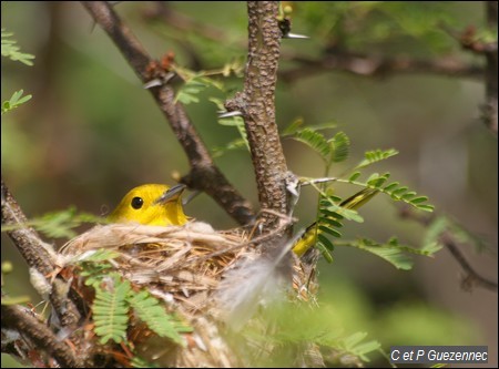 Paruline jaune, Dendroica petechia