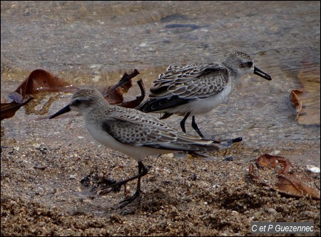 Becasseau standerling, Calidris alba