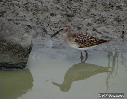 Becasseau standerling, Calidris alba