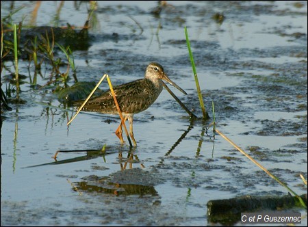 Bécassin Roux, Limnodromus griseus