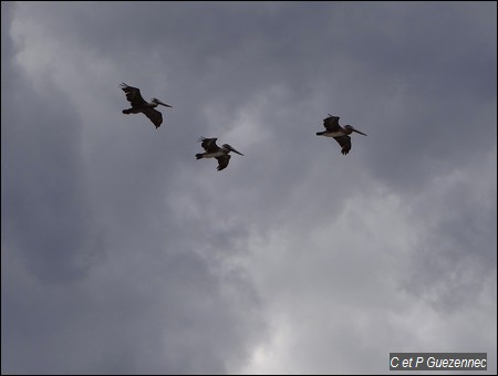 Pélicans bruns, Pelecanus occidentalis