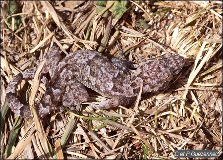 Hemidactylus mabouia