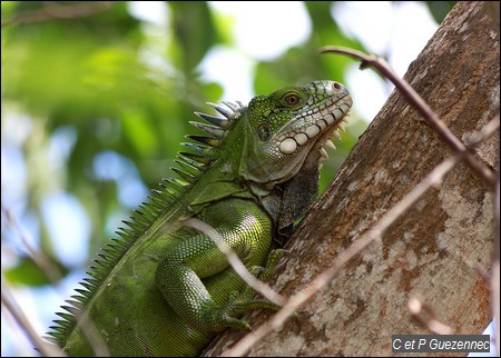 Iguane des Petites Antilles, Iguana delicatissima