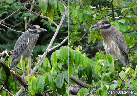 Crabiers grosse tête, Nyctanassa violacea.