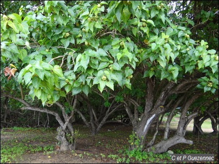 Le Catalpa, Thespesia populnea