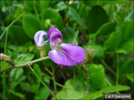 Pois bord de mer, Canavalia rosea