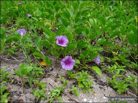 Patate bord de mer, Ipomoea pes-capreae