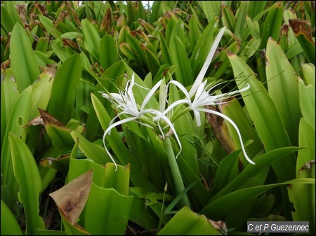 Hymenocallis caribaea