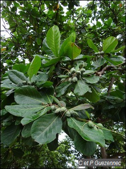 Amandier pays, Terminalia catappa