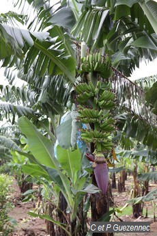 Régime de bananes