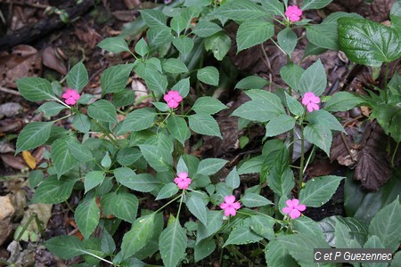 Impatiens walleriana