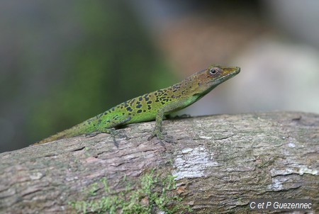 Anolis marmoratus